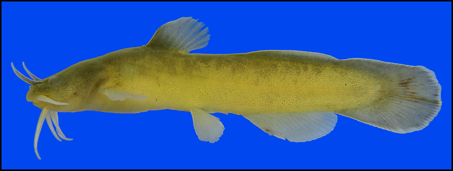 (Noturus) Род НОТУРУСЫ, КАМЕННЫЕ СОМИКИ 29 видов